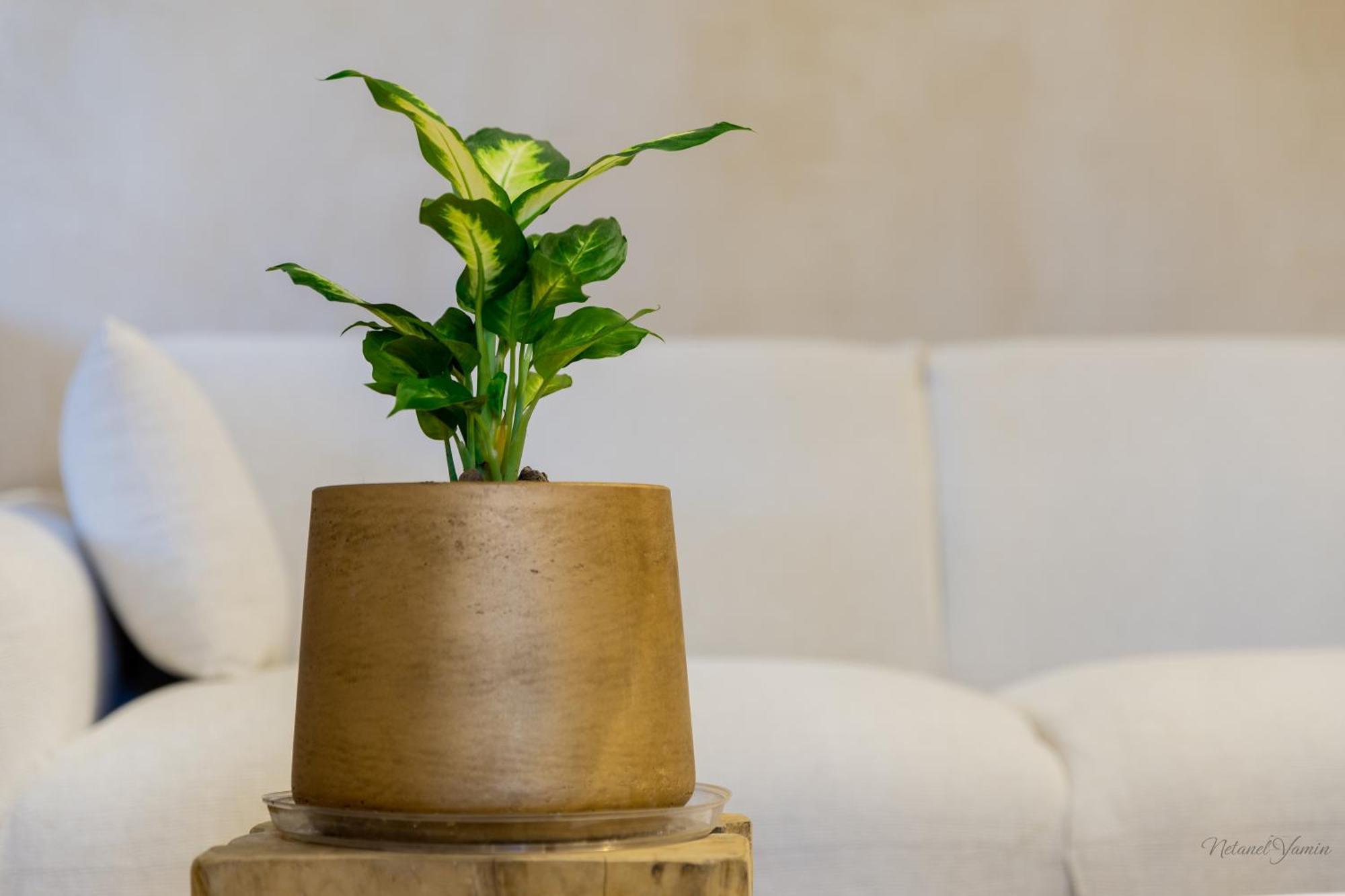 Hagafen Boutique Suites Zikhron Ya'akov Εξωτερικό φωτογραφία